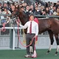 【注目馬動向】京阪杯で重賞初制覇のエーティーマクフィはシルクロードＳ、同９着のモズメイメイは阪神Ｃへ
