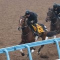 【ステイヤーズＳ】３９年ぶりの牝馬Ｖを狙うホーエリートは３枠３番　ヴェルミセルは７枠１１番　枠番確定