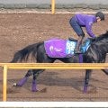 【鳴尾記念】兄姉にＧ１ホース３頭の良血馬グランヴィノスが初タイトルへ　友道調教師「ワンターンの方がいい」
