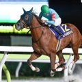 【カペラS想定馬・騎手】ヤマニンチェルキ、ガビーズシスターなど19頭