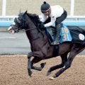 【ステイヤーズＳ】叔父に日本ダービー馬クロワデュノール　スタミナに優れた母系でマラソンレースを苦にしないラスカンブレス