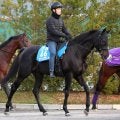 土曜阪神競馬場の注目激走馬…阪神１１Ｒ鳴尾記念・Ｇ３