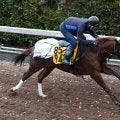 土曜中山競馬場の注目激走馬…中山１１Ｒステイヤーズステークス・Ｇ２