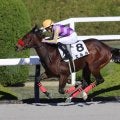 【新馬/阪神6R】外国産エルルがデビューV…ヤウポン産駒
