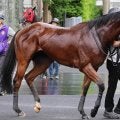 日曜中山競馬場の注目激走馬…中山１１Ｒラピスラズリステークス（Ｌ）