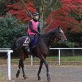 日曜中京競馬場の注目激走馬…中京１１Ｒチャンピオンズカップ・Ｇ１