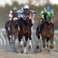 【チャンピオンズＣ】ダブルハートボンドがＧ１初挑戦Ｖ　坂井瑠星騎手は３連覇　牝馬の勝利は１０年ぶり史上２頭目