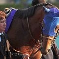 【チャンピオンズＣ】１番人気のナルカミは失速して１３着に沈む　１勝クラスからの連勝は４でストップ