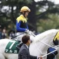 【阪神JF登録馬】白毛馬マルガなど26頭