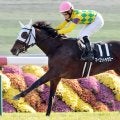 【阪神ＪＦ・ヤマタケの特注馬】マーゴットラヴミーの白菊賞はＧ１・４勝した名牝級の強さ　武豊騎手と２歳女王へ