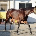 【注目馬動向】チャンピオンズＣで鼻差２着惜敗のウィルソンテソーロはフェブラリーＳが本線　サウジカップも登録の予定