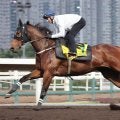 【香港スプリント】１６連勝見えた！？「動きは文句のつけようがない」カーインライジングにＺ・パートン騎手は自信満々　