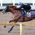 【注目馬動向・古馬】ジャパンＣ１５着のサンライズアースは池添謙一騎手とのコンビ継続で有馬記念が目標