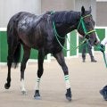 【注目馬動向】ホープフルＳを目指す血統馬オルフセンは岩田望来騎手と新コンビへ
