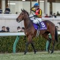 【有馬記念想定】レガレイラ、メイショウタバルなど18頭