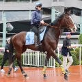 【香港カップ】ローシャムパークは前進気勢戻る　田中博調教師「活発に走りたいと思えるところで終えるように」