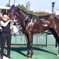 【注目馬動向・２歳】こうやまき賞１着のクールデイトナはシンザン記念で重賞挑戦