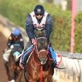 【カペラＳ】重賞４連勝で勢いつけて中東へ　ヤマニンチェルキが入魂追い　中村調教師「体を動かすということで…」