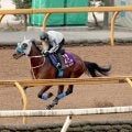【有馬記念２週前】「ムキになって走る感じ解消」メイショウタバルが春秋グランプリ制覇へ石橋調教師評価