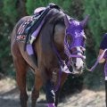 【東京大賞典２週前】３歳ダート２冠馬ナチュラルライズは単走でしなやか　伊藤圭調教師「いいフォーム」