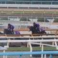 アドマイヤクワッズ、朝日杯FS1週前追い切り速報/栗東トレセンニュース