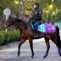 【注目馬動向・古馬】重賞２勝の実力馬サトノグランツが日経新春杯で復帰へ　２月のカタール重賞以来の実戦