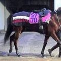 【ＰＯＧ】古馬相手に併入続きのコスモペンタスが好気配　西田調教師「いいフォームになってきた」