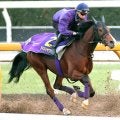 【朝日杯ＦＳ・１週前】アドマイヤクワッズは３頭併せで意欲的に大きく追走　坂井瑠星騎手「基本的に能力の高い馬」