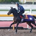 【阪神ＪＦ】良血アランカールは２枠４番　武豊騎手騎乗のマーゴットラヴミーは４枠７番　枠順確定