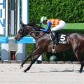 【カペラＳ】４連勝での重賞初制覇を狙うテーオーエルビス２枠４番　昨年覇者ガビーズシスター５枠９番　枠順決定