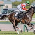 【一宮特別】母は米でG1含む重賞4勝 ダノンジョーカーが3連勝へ