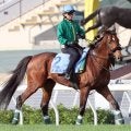 【香港カップ】ベラジオオペラは弾むようなフットワークでスイッチオン　騎乗した上村調教師は馬上から「いいよ」