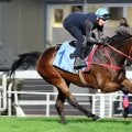 【香港カップ】４連覇に挑むロマンチックウォリアーの主戦マクドナルド騎手　日本馬２頭をライバルとして警戒