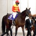 シリウスＳ連覇のハギノアレグリアスが競走馬登録を抹消　阪神競馬場で乗馬に
