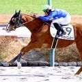 【中山６Ｒ・２歳新馬】単勝２０５・７倍タイセイエムロードが最低人気Ｖ　石田拓郎騎手「展開が向きました」