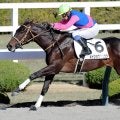 【阪神６Ｒ・２歳新馬】メイショウリュウシが逃げ切って快勝　岩田康誠騎手「物見をするくらい余裕がありました」