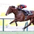 単勝１・７倍でまたも出遅れた良血馬ベレシートの惜敗にＳＮＳ落胆「出遅れ方がエグい」「いつか怪物に」