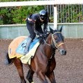 【注目馬動向】サンライズジパングは有馬記念と東京大賞典が選択肢　前川調教師「両方に登録します」