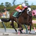 シリウスS連覇のハギノアレグリアスが登録抹消 阪神競馬場で乗馬に