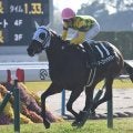【阪神JF予想】前走で積極的な競馬をしている馬は割引!? デビュー2戦での経験がアダになりそうな人気馬とは