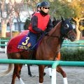 【朝日杯ＦＳ】２戦２勝の重賞勝ち馬エコロアルバは好気配保つ　陣営「古馬よりドッシリ」