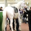 【注目馬動向】白毛のマルガはエルフィンＳへの転戦視野　須貝調教師「あの競馬ができるなら１６００メートルでも保つんじゃないかな」