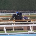 ミュージアムマイル、有馬記念1週前追い切り速報/栗東トレセンニュース
