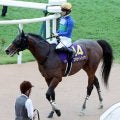 【注目馬動向・古馬】菊花賞３着のエキサイトバイオは、有馬記念除外なら万葉Ｓへ