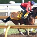 【注目馬動向】グランブリッジは東京大賞典がラストラン　ダートで重賞５勝