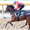 【ホープフルＳ】力強い動きのショウナンガルフは前走から馬体が大幅増　須貝調教師「全体的にしっかりしてきた」