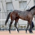 【全日本２歳優駿】パイロマンサー無傷３連勝でＪｐｎ１初制覇　岩田望来騎手「ヒヤッとしたけど勝ち切ってくれた」