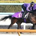 【ＰＯＧ】武豊騎手騎乗のコールラヴが上々の動き　１２月２０日の阪神でデビュー
