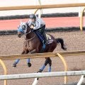 【有馬記念１週前】春秋グランプリ連覇へメイショウタバルが好時計　石橋調教師「１週前としてはいい内容」