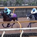 【有馬記念１週前】ジャパンＣ競走中止のアドマイヤテラは遅れも心配無用　友道調教師「目立った動きをする馬ではない」